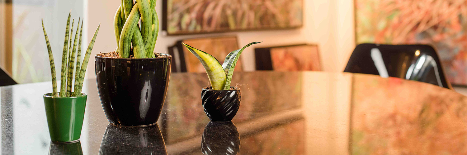 Sansevieria You and Me